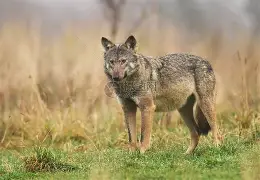 爱游戏官方入口-灰狼交易大幅裁员换来首轮签位