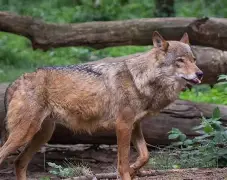 灰狼交易大幅裁员换来首轮签位